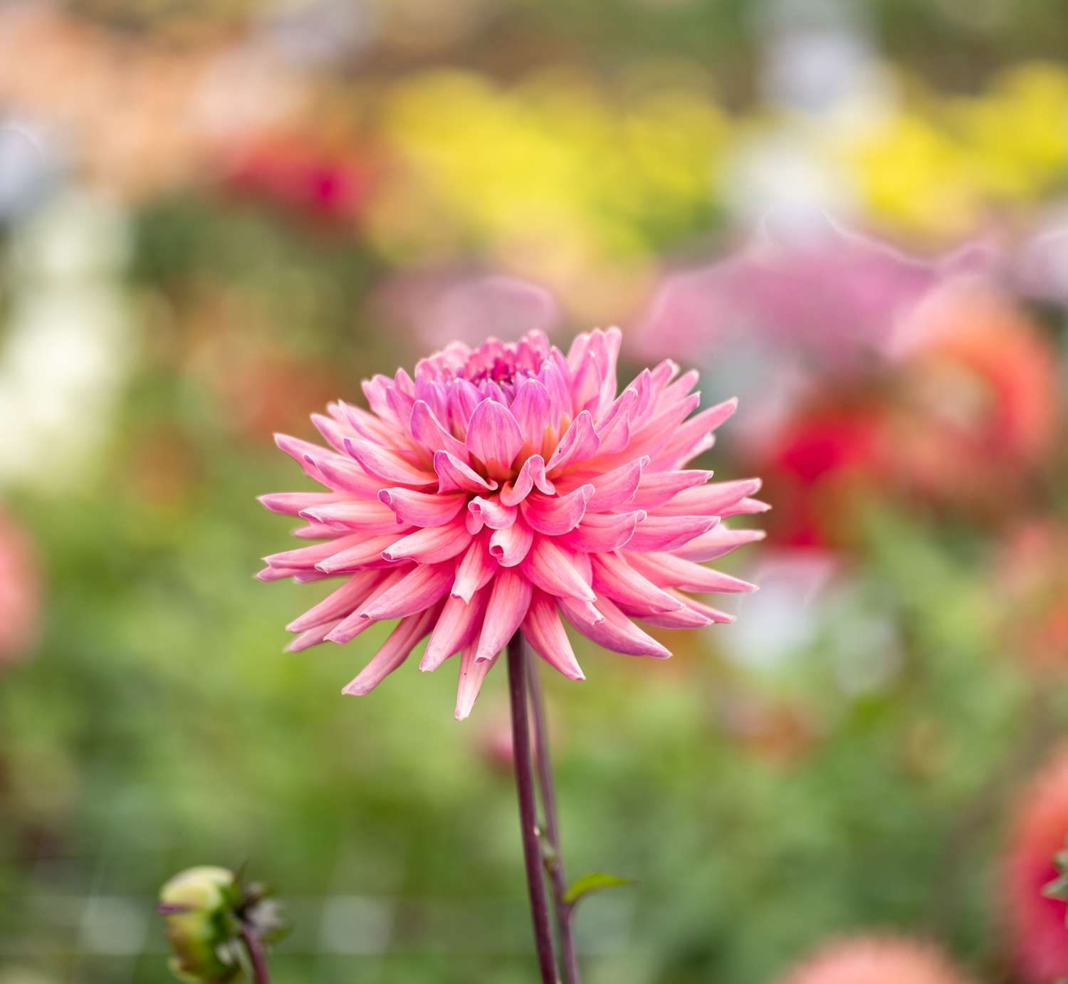 Dahlie 'Madeleine'